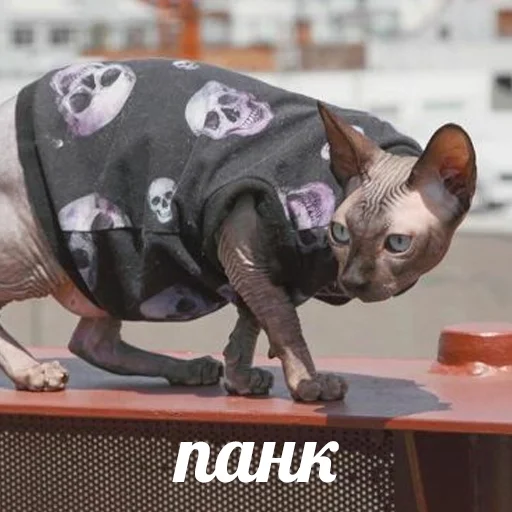 sphynx cat stiker 👨‍🎤