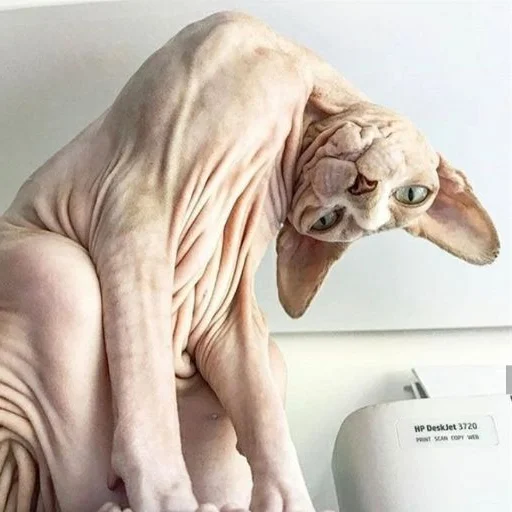 Стікер sphynx cat 🤨