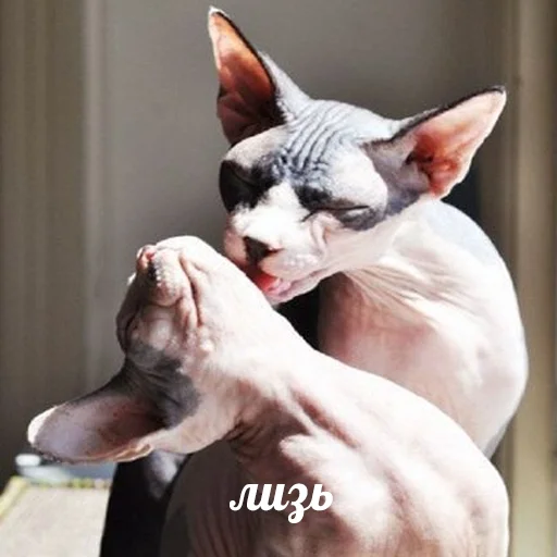 Telegram Sticker «sphynx cat» ❤️