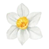 Telegram emojisi «Springtime | Весна» 🌷