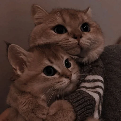 Стикер Telegram «Cutest Cats» ✨