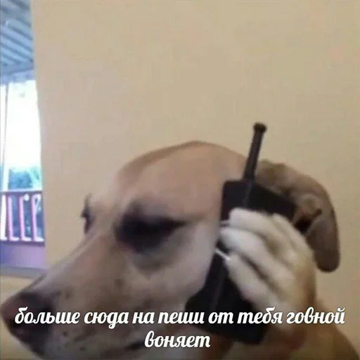 Стикер Memes 🙃