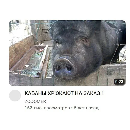 Стикер Sueta 🐷