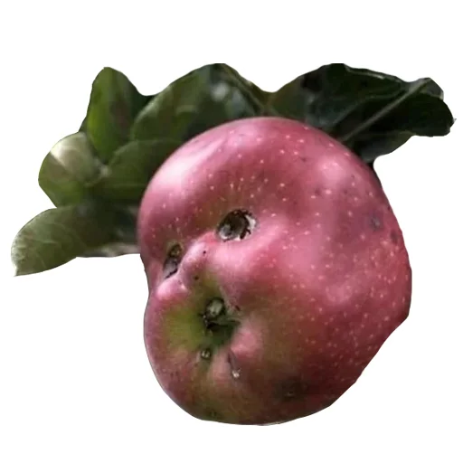 Telegram Sticker «Обалденный урожай!» 👶