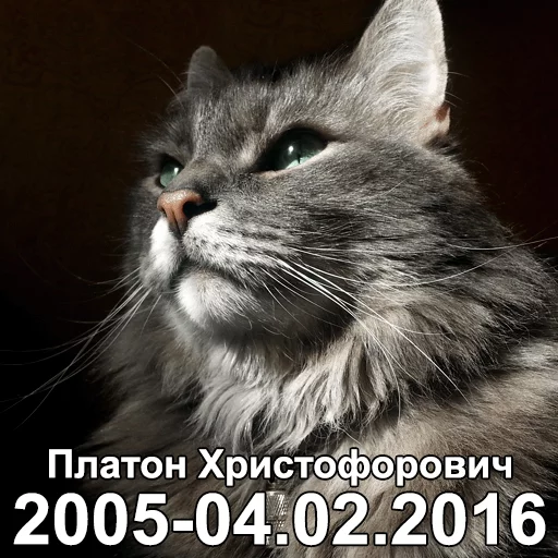 Стікер All models are 18 years old 😽