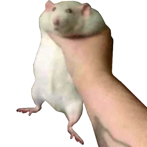 Telegram Sticker «Take this rat!» ?