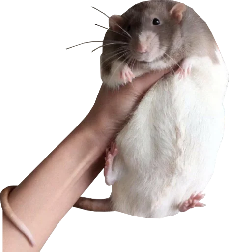 Telegram Sticker «Take this rat!» ?