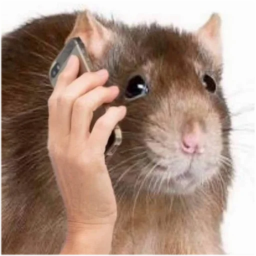 Telegram stiker «Take this rat!» 📞