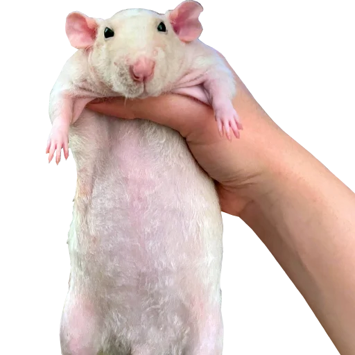 Стікер Take this rat! 😐