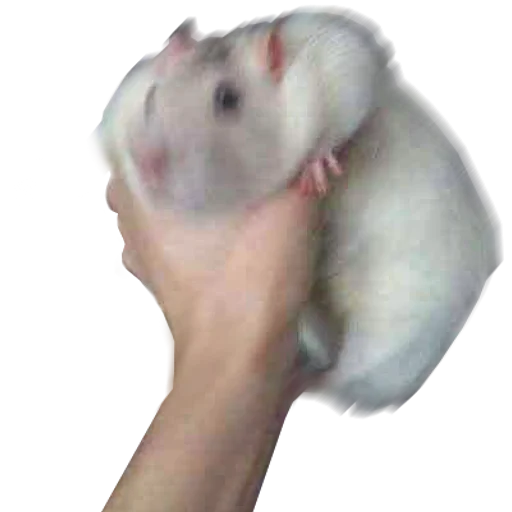 Стікер Take this rat! 💨