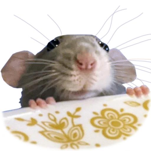 Take this rat! stiker 🥺