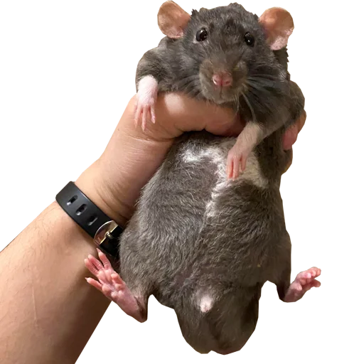 Telegram stiker «Take this rat!» 🥜