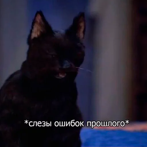 Эмодзи Cat Salem 😱
