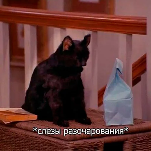 Эмодзи Cat Salem 😣