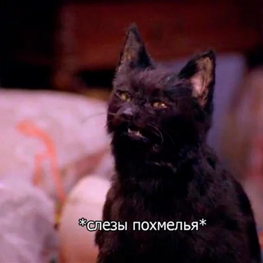 Эмодзи Cat Salem 😳