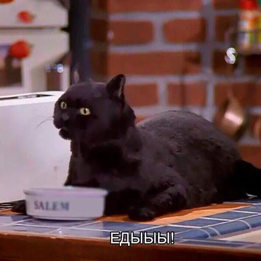 Cat Salem stiker 🍔