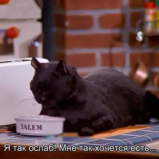 Стікер Telegram «Cat Salem» 🌭