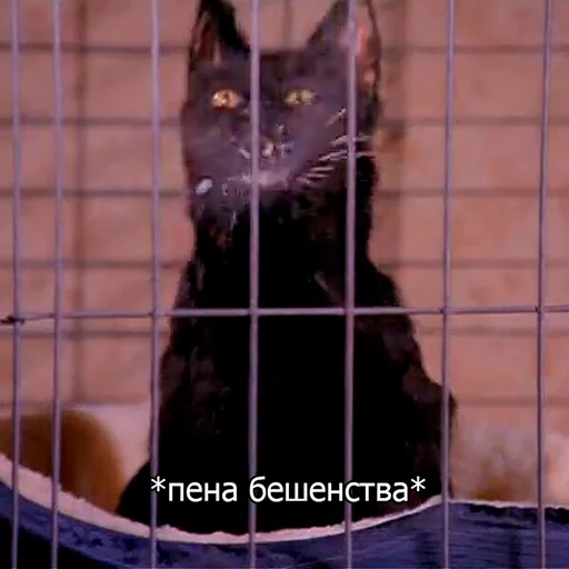 Стікер Telegram «Cat Salem» 🌬