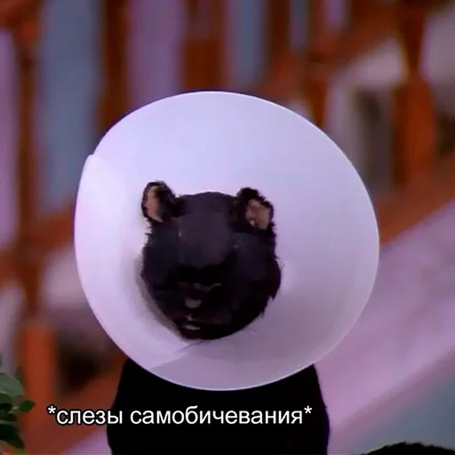Стікер Cat Salem 🙁