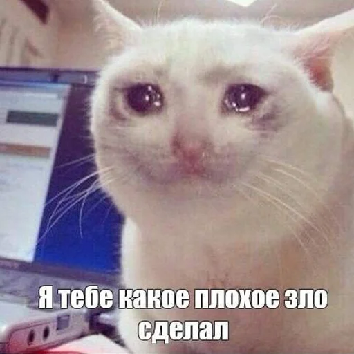 Стікер Telegram «The crying cats» 😭