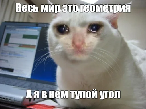 Telegram stiker «The crying cats» 😭
