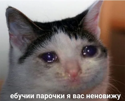 The crying cats emoji 😭