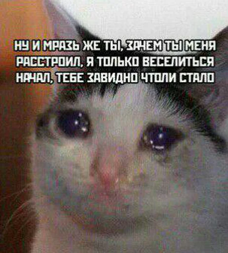 Стікер The crying cats 😭