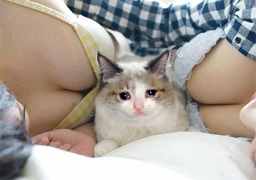 Telegram Sticker «The crying cats» 😭