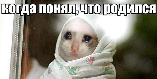 Telegram Sticker «The crying cats» 😭