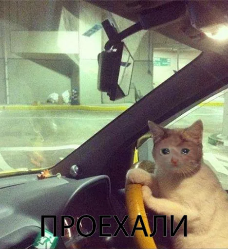 Стикер The crying cats 😭