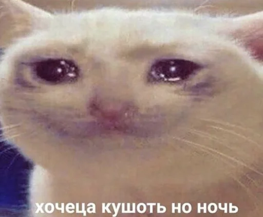 Стикер The crying cats 😭