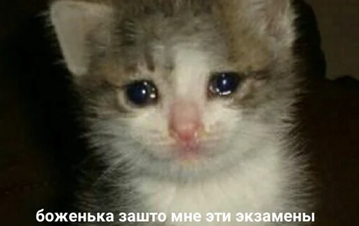 Стикер Telegram «The crying cats» 😭
