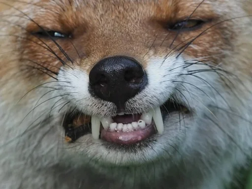 Telegram Sticker «Cunning Fox (razoleg)» 🤬