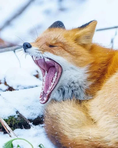 Telegram stiker «Cunning Fox (razoleg)» 😂