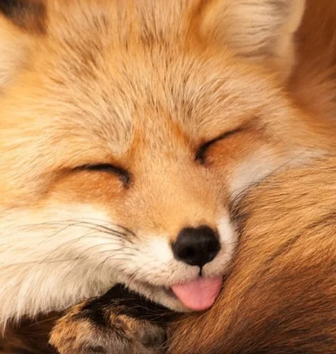 Telegram Sticker «Cunning Fox (razoleg)» 😝