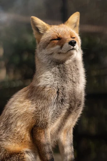 Эмодзи Cunning Fox (razoleg) 🧐