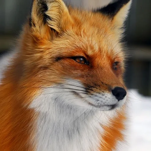 Емодзі Cunning Fox (razoleg) 🦊