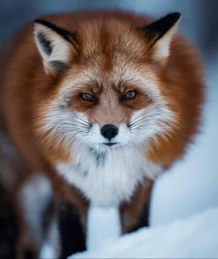 Telegram stiker «Cunning Fox (razoleg)» 😡