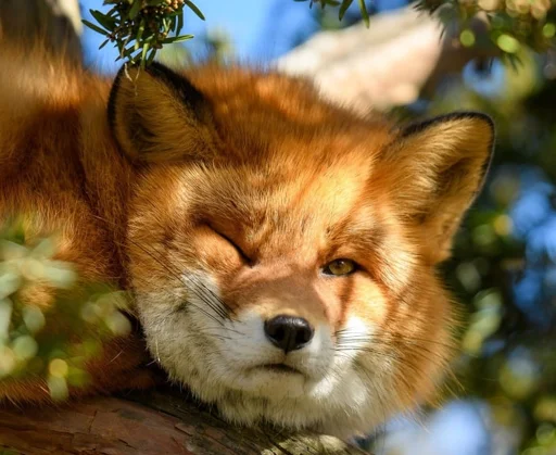 Telegram Sticker «Cunning Fox (razoleg)» 😉