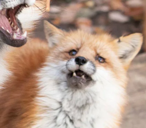 Telegram stiker «Cunning Fox (razoleg)» 😱