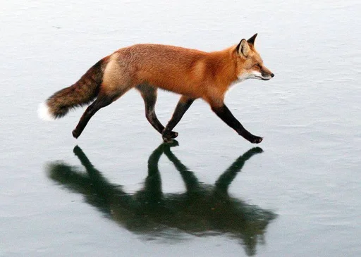 Telegram stiker «Cunning Fox (razoleg)» 👋