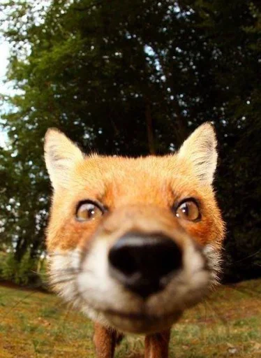 Telegram Sticker «Cunning Fox (razoleg)» 👀