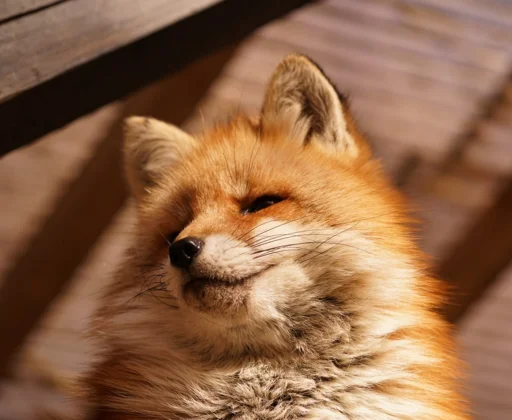 Telegram stiker «Cunning Fox (razoleg)» 😏