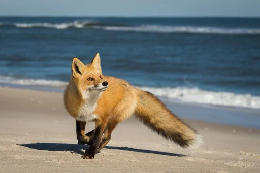 Telegram stiker «Cunning Fox (razoleg)» 🌊