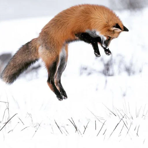 Telegram stiker «Cunning Fox (razoleg)» 🤸‍♂️