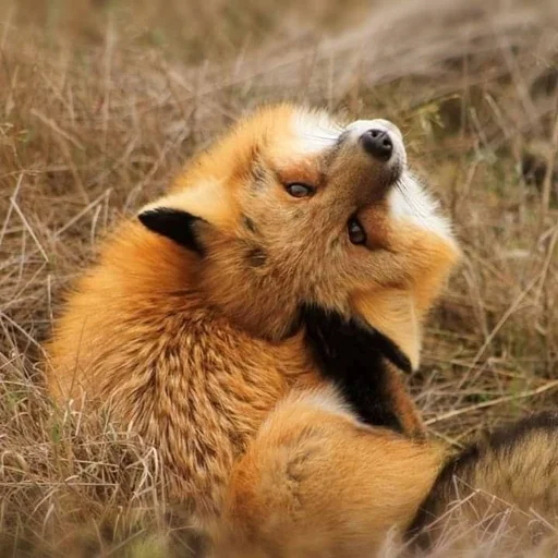Telegram Sticker «Cunning Fox (razoleg)» 🙃