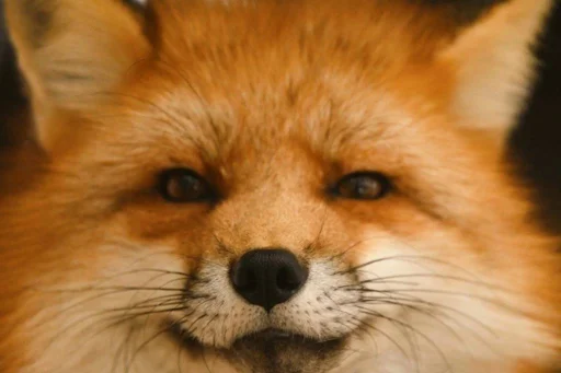 Telegram stiker «Cunning Fox (razoleg)» 😏