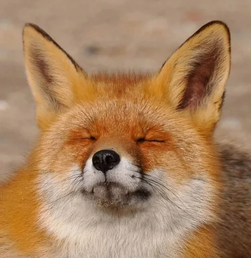 Telegram stiker «Cunning Fox (razoleg)» 😑