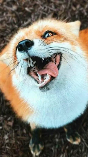 Telegram stiker «Cunning Fox (razoleg)» 😜