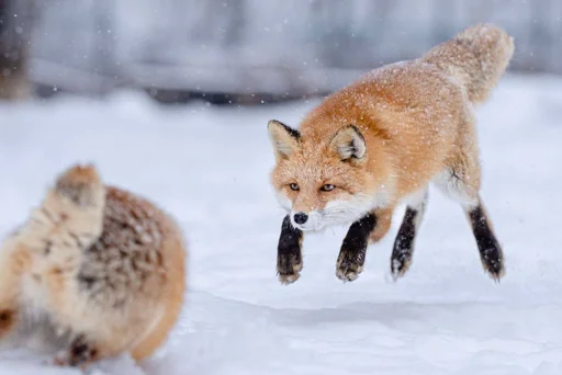 Telegram Sticker «Cunning Fox (razoleg)» ⚔️